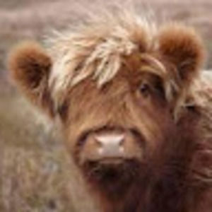 Meet your Posher, Ella